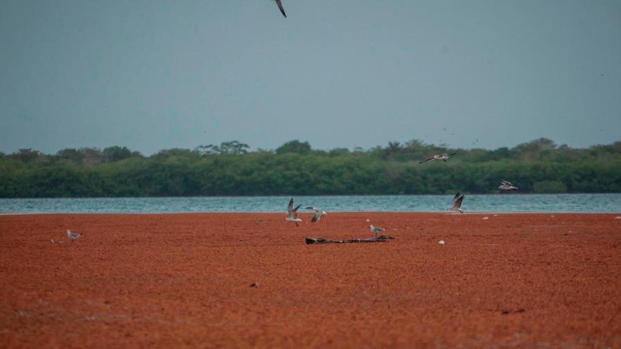 Países del Caribe analizarán con Francia soluciones para el sargazo