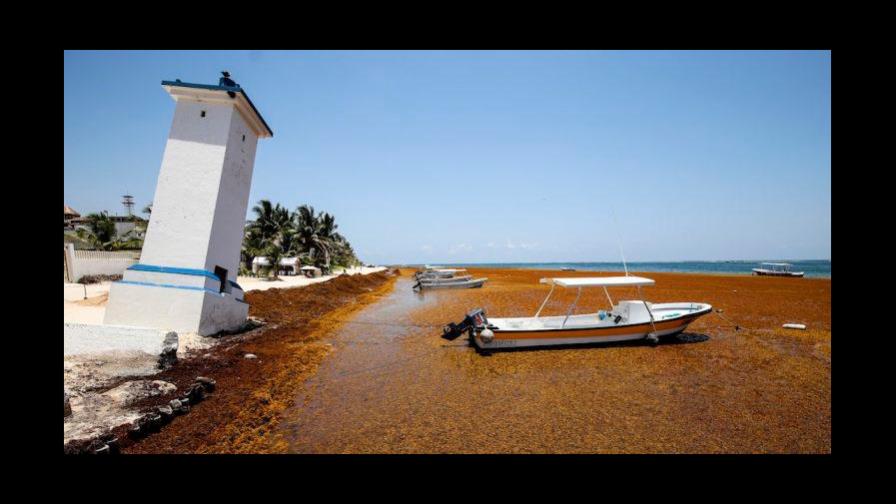 Playas de Quintana Roo estarán libre de sargazo en mes y medio
Semar: “En mes y medio QRoo quedará libre de sargazo”