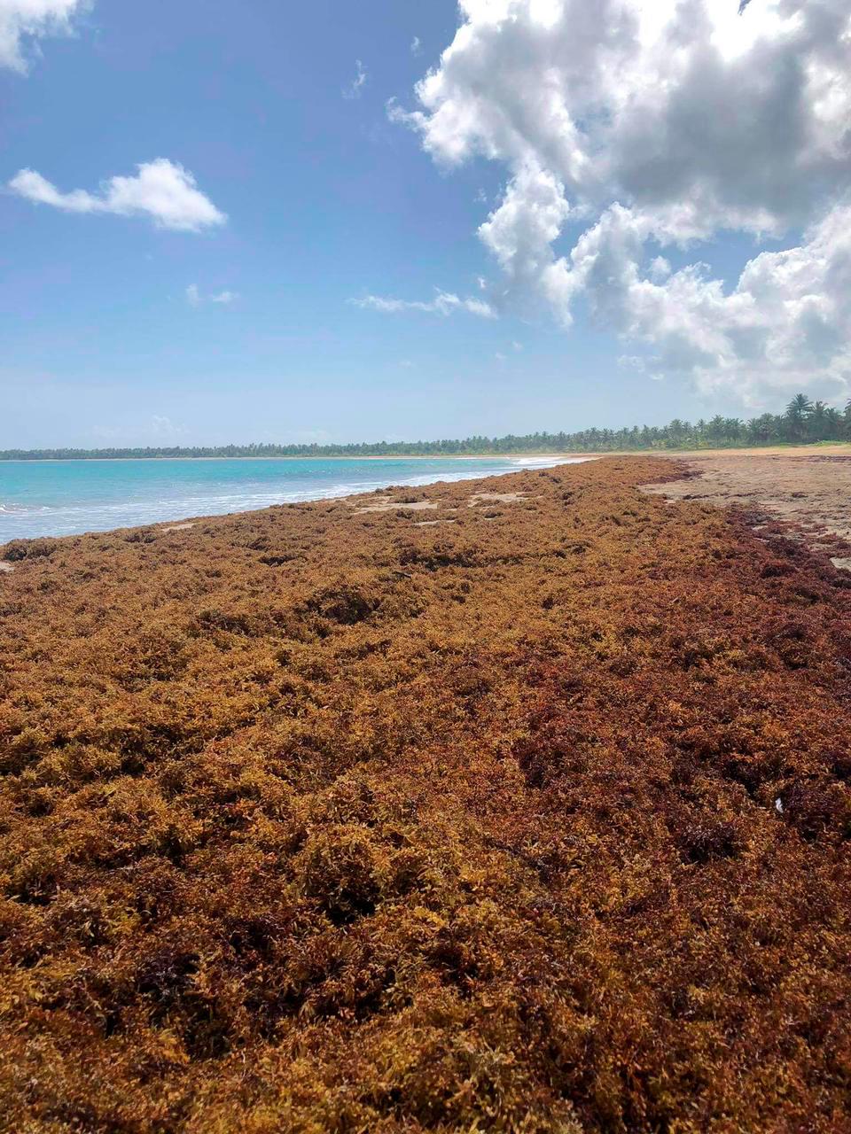 Sargazo en playas del Este daña el turismo y el hábitat marino Diario