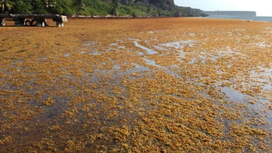 Países unen fuerzas contra el sargazo