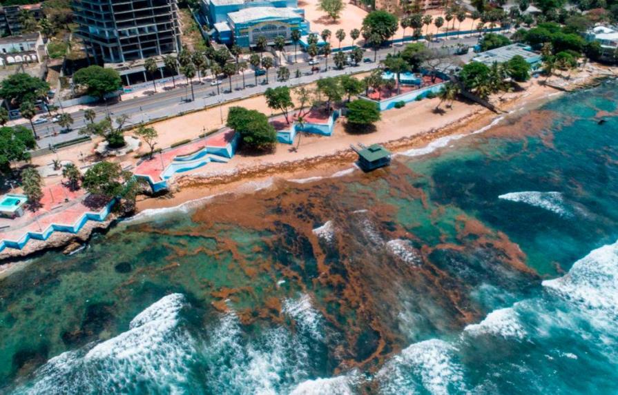 Turismo y Asonahores crean Fondo para Mitigación del Sargazo en playas del país 