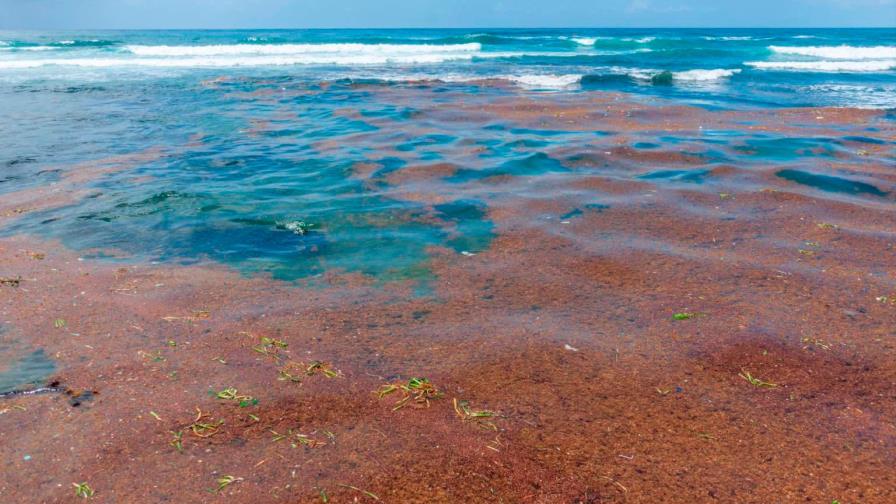 Indrhi realizará investigación sobre impacto del sargazo en playas del Este