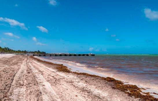 Baja en la temperatura provoca que el sargazo comience a ceder en playas dominicanas