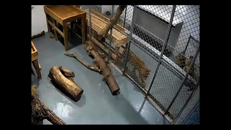 Un tigre ataca a una cuidadora de un zoológico de EE.UU.