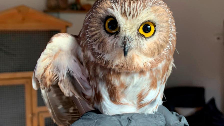 Rocky, la búho del árbol de Navidad de Rockefeller, recupera su libertad