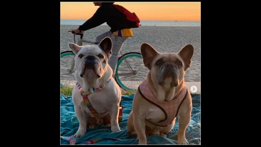 Ya los recuperó: Lady Gaga tiene a sus perros sanos y salvos