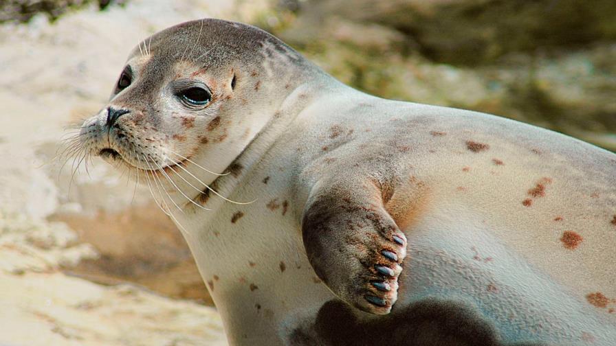 Un pueblo de Canadá pide ayuda ante una invasión de focas
