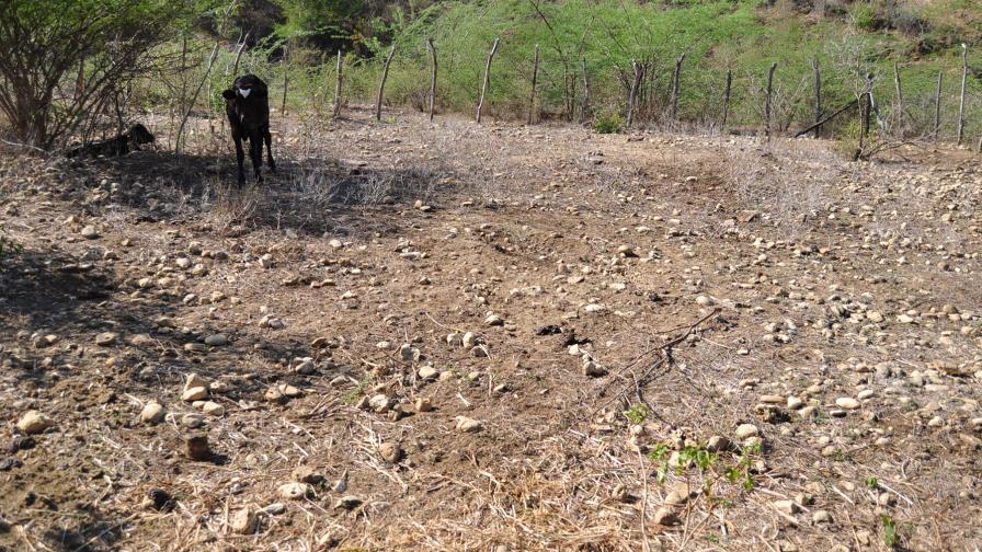 Sequía, en forma de plaga, carcome los bosques de RD