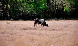 Déficit de lluvias continuaría durante primer trimestre de 2020
