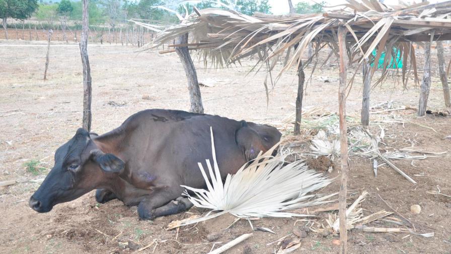 Baja la producción lechera en Santiago Rodríguez por sequía