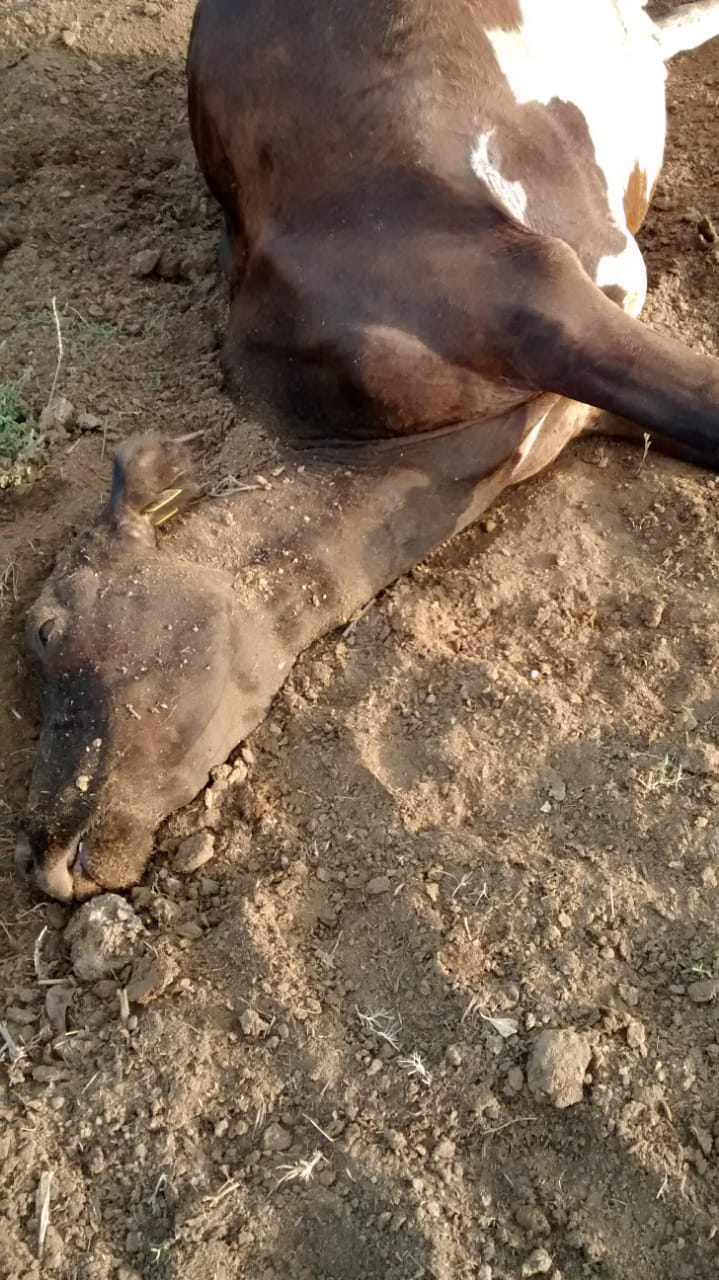 Las vacas caen y no se paran jamás.
