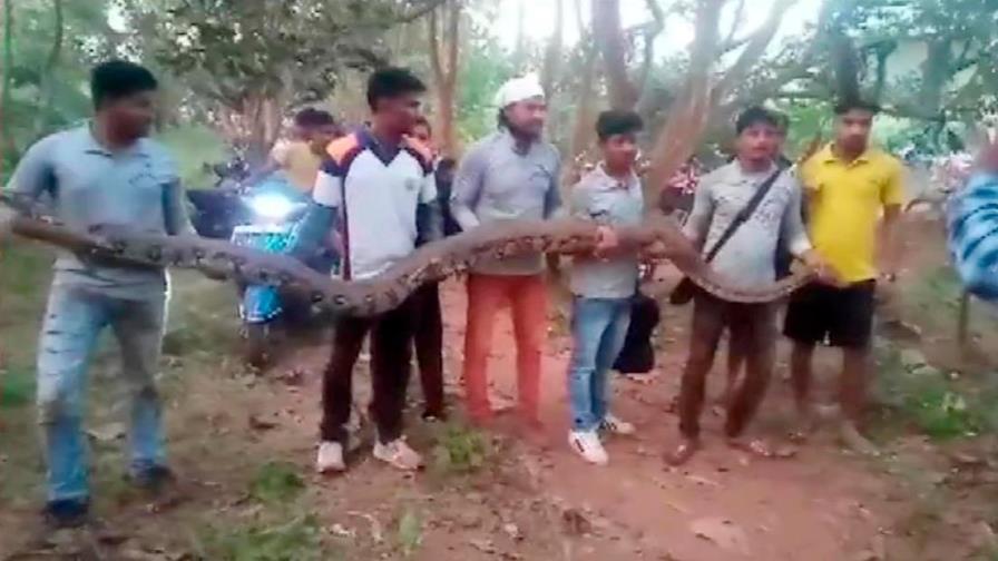 Sacan seis gigantescas pitones de una tubería en la India