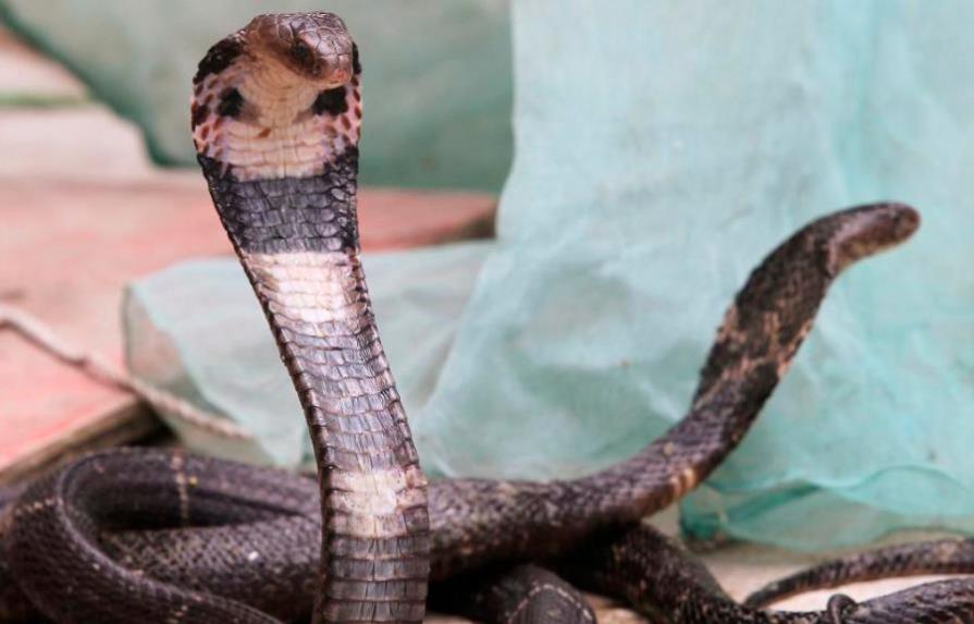 El coronavirus podría tener su origen en comer serpientes, según virólogos