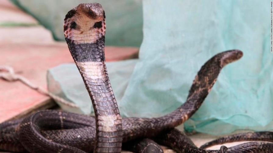 El coronavirus podría tener su origen en comer serpientes, según virólogos