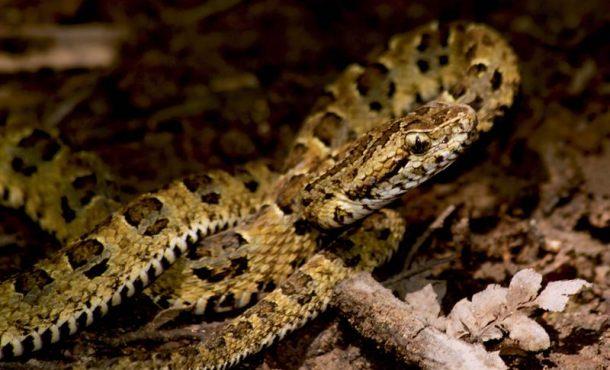Descubren nueva especie de serpiente venenosa endémica de Perú