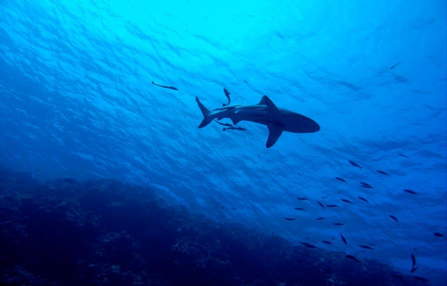 Ataques de tiburones permanecen “extremadamente bajos”, pero suben muertes