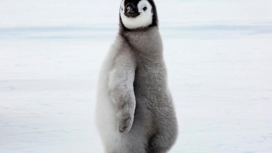 ¿Cómo llegó ahí? Un pingüino antártico llegó a Nueva Zelanda