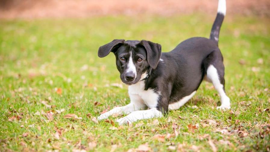 Cosas raras que hace tu perro ¿A qué responden? Cosas raras que hace tu perro ¿A qué responden?