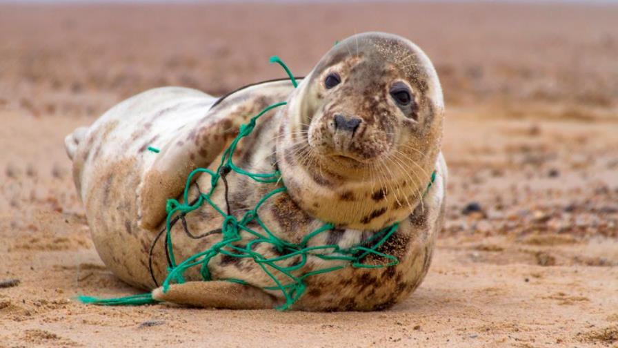 Fotos impactantes: esto sucede con el plástico que se bota al mar