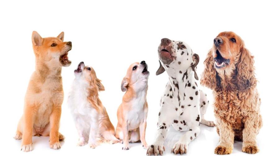 Por qué aúllan los perros: hay increíbles motivos detrás 