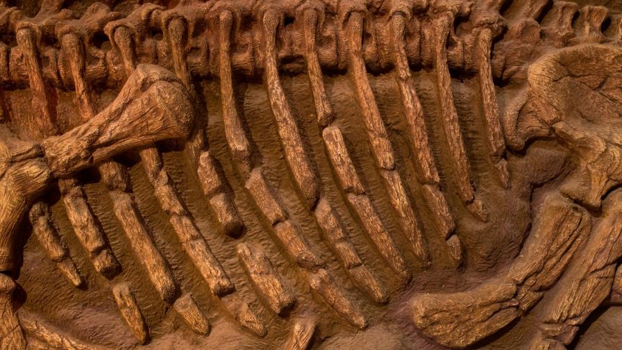 Hallan fósiles del momento en que el asteroide impactó contra la Tierra