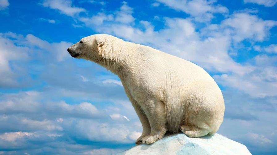 Por el cambio climático, todas estas especies podrían desaparecer