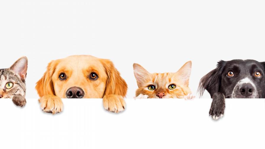 Las mascotas, un miembro más de la familia Las mascotas, un miembro más de la familia