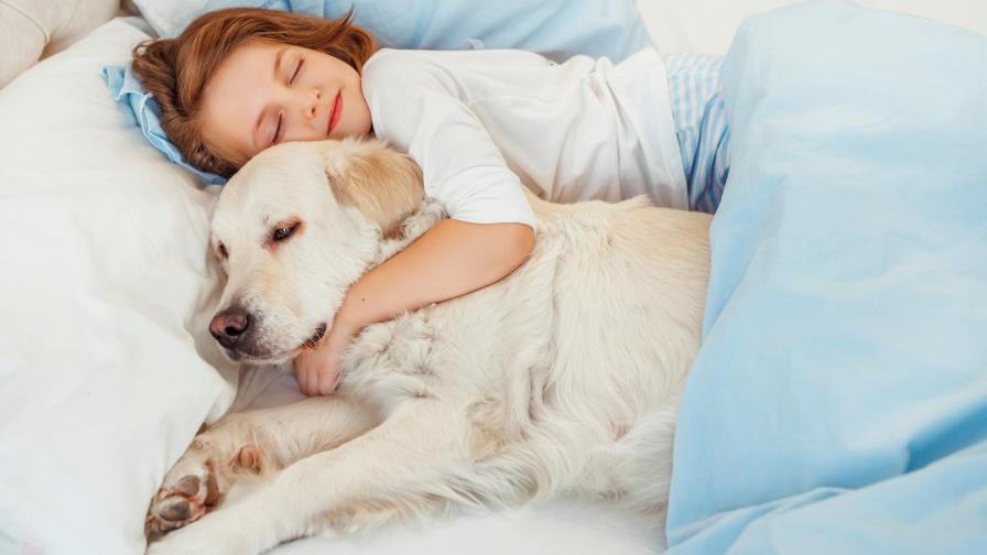 Perros y gatos con los niños en la cama ¿Es recomendable? Perros y gatos con los niños en la cama ¿Es recomendable?