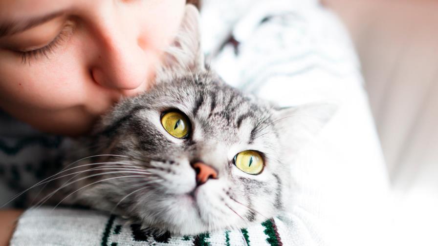 ¿Cuál es la mascota preferida, el perro o el gato? ¿Cuál es la mascota preferida, el perro o el gato?