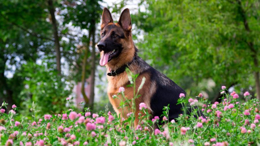 El pastor alemán es agresivo. No lo puede ni pasear