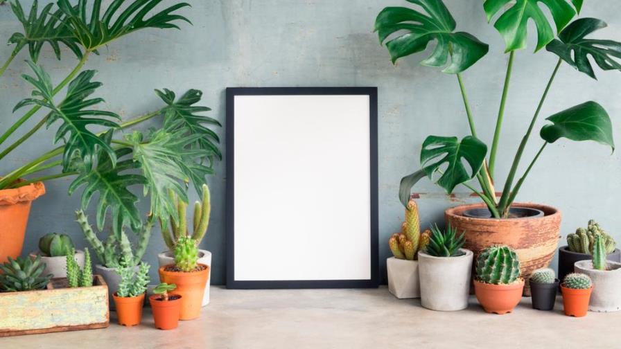 Más verde por favor: suma plantas en casa con estas ideas Más verde por favor: suma plantas en casa con estas ideas