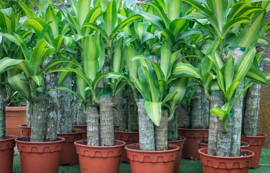 10 plantas que pueden filtrar el aire contaminado de Duquesa