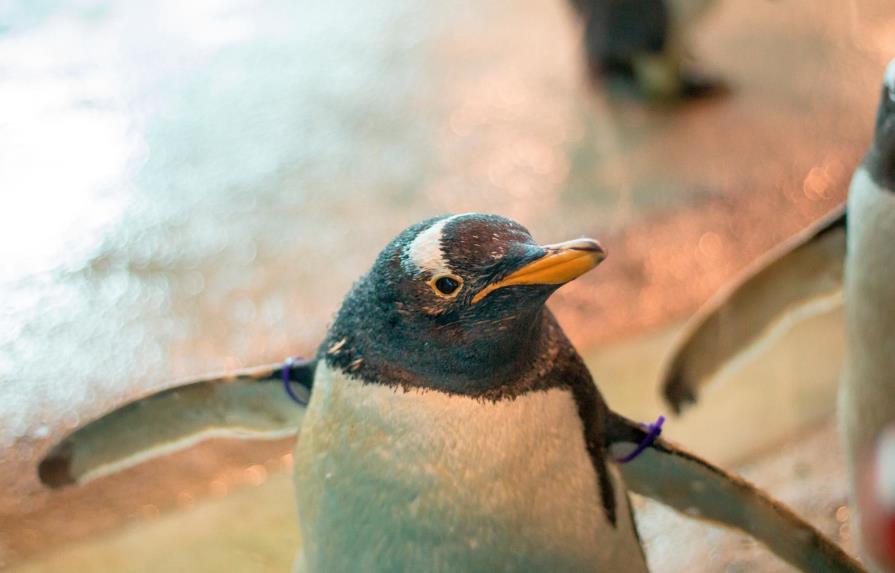 Aprovechan la cuarentena: estos pingüinos pasean por un acuario y visitan a sus amigos