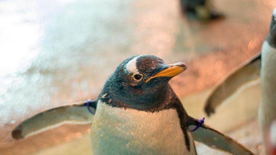 Aprovechan la cuarentena: estos pingüinos pasean por un acuario y visitan a sus amigos