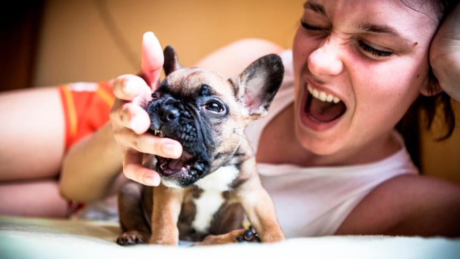 ¿Tu cachorro muerde? Así puedes evitar que lo haga al jugar