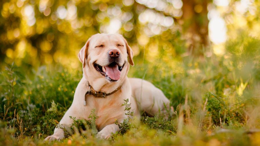 Este es el perro más popular de 2020 en Estados Unidos