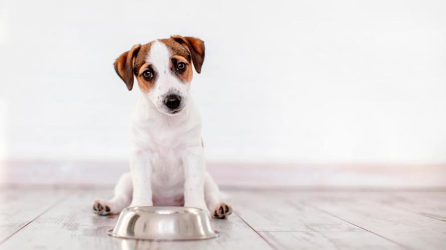 No debes darle a tu perro estos alimentos No debes darle a tu perro estos alimentos