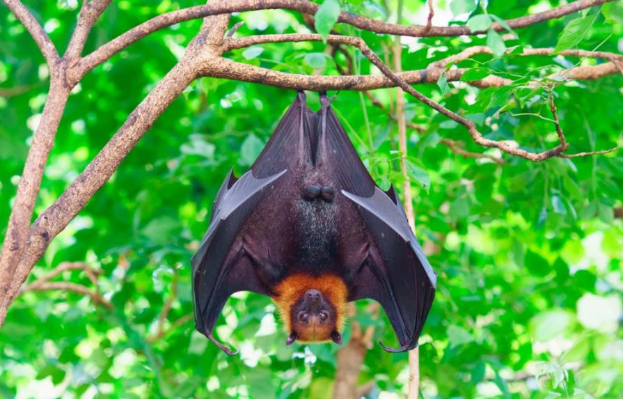 ¡Impresionante foto viral de un murciélago gigante!