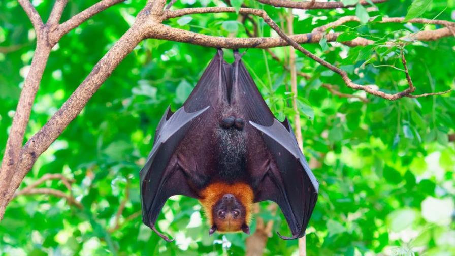 ¡Impresionante foto viral de un murciélago gigante!