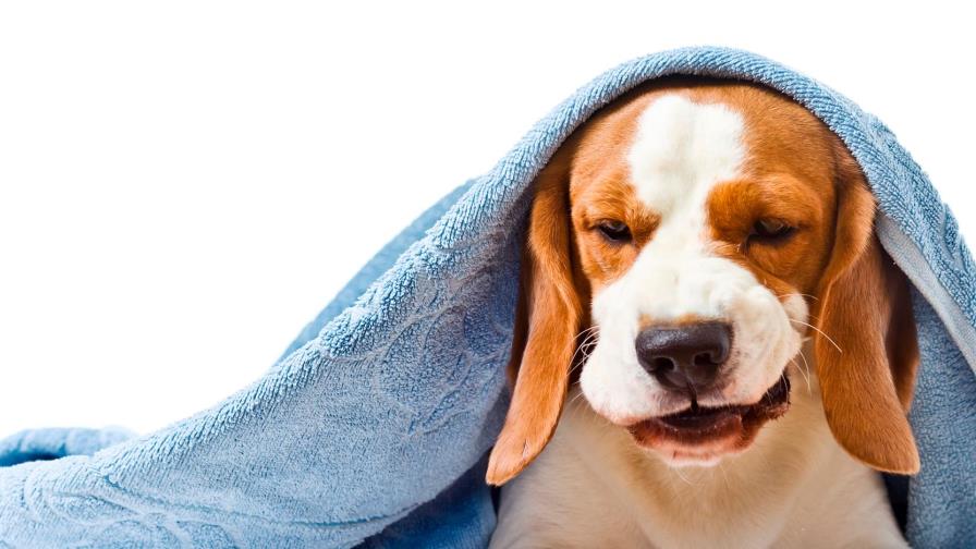 La perrita tiene tos