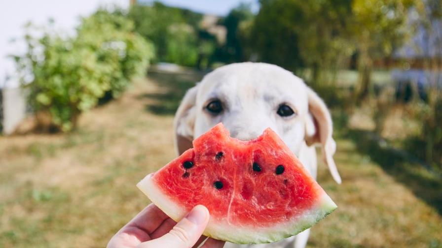 Mascotas: Las frutas que sí puedes y las que no debes darle a tu perro