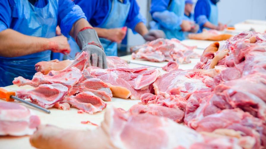 Fiebre porcina no afecta a los humanos; el consumo de carne de cerdo es seguro Fiebre porcina no afecta a los humanos; el consumo de carne de cerdo es seguro