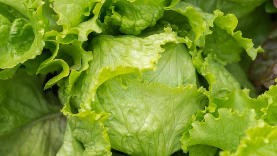 Esto es lo que ocurre si lavas tus lechugas con bicarbonato Esto es lo que ocurre si lavas tus lechugas con bicarbonato