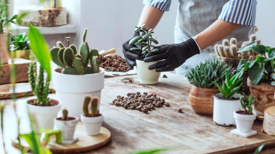 Tendencia cactus: mira qué debes saber para tenerlos en tu casa Tendencia cactus: mira qué debes saber para tenerlos en tu casa