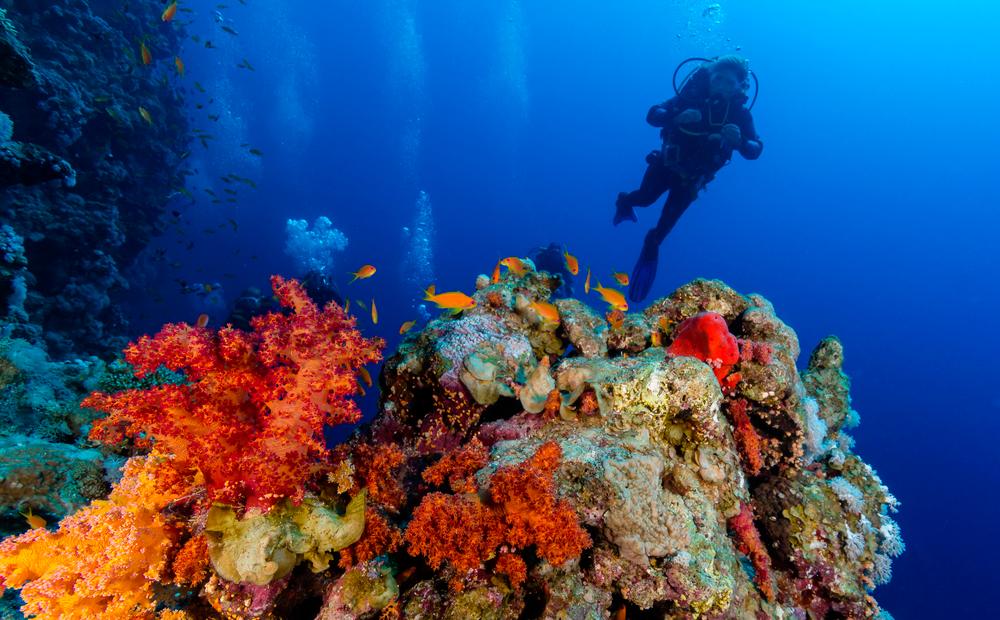 Los Mejores Lugares Del Mundo Para Hacer Buceo - Diario Libre