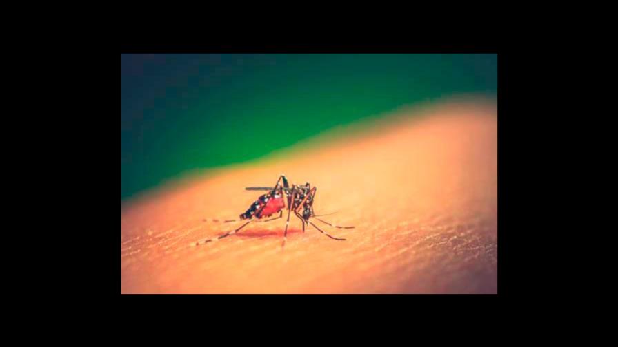 En una semana 101 personas se enferman de dengue en el país 