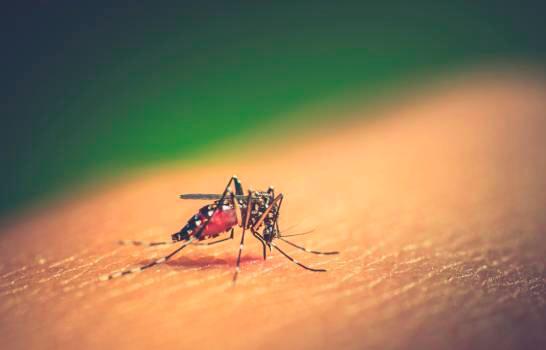 Salud Pública capacitará a médicos del sur en manejo de dengue 