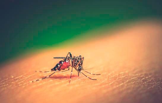 Suman 50 las muertes por dengue en República Dominicana