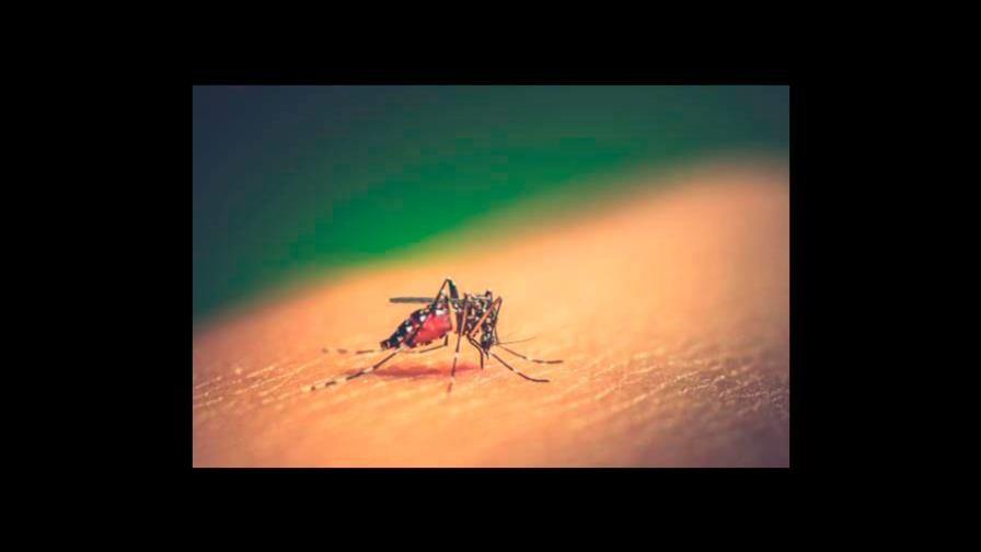 Suman 50 las muertes por dengue en República Dominicana