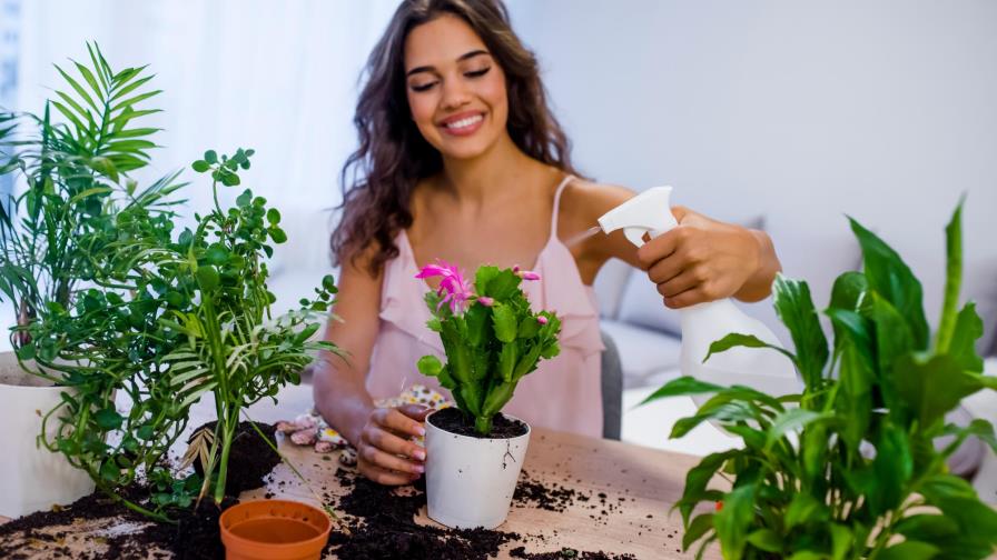 ¡Cuidado al sembrar estas plantas!, las relacionan con la mala suerte